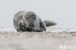 Grijze zeehond