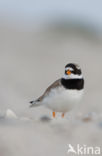 Ringed Plover (Charadrius hiaticula)