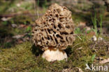 Gewone morielje (Morchella esculenta)