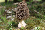 Common morel (Morchella esculenta)