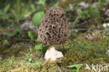 Common morel (Morchella esculenta)