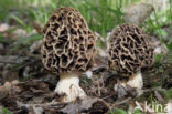 Common morel (Morchella esculenta)