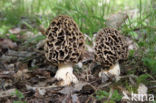 Common morel (Morchella esculenta)