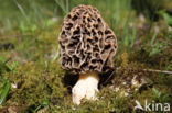 Common morel (Morchella esculenta)