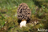 Common morel (Morchella esculenta)