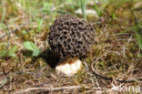 Common morel (Morchella esculenta)