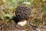 Common morel (Morchella esculenta)