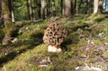 Common morel (Morchella esculenta)