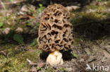 Common morel (Morchella esculenta)