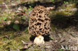 Common morel (Morchella esculenta)