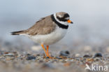 Bontbekplevier (Charadrius hiaticula)