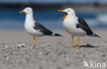 Lesser Black-backed Gull (Larus fuscus)