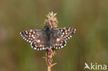 Grizzled Skipper (Pyrgus malvae)