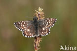 Grizzled Skipper (Pyrgus malvae)