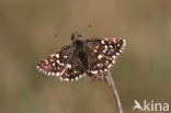 Grizzled Skipper (Pyrgus malvae)