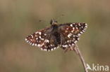 Grizzled Skipper (Pyrgus malvae)