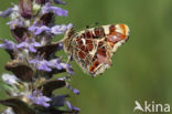 Landkaartje (Araschnia levana)