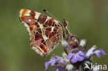 Landkaartje (Araschnia levana)