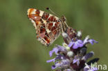 Landkaartje (Araschnia levana)