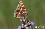 Landkaartje (Araschnia levana)