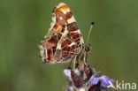 Landkaartje (Araschnia levana)