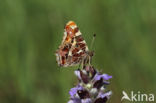 Landkaartje (Araschnia levana)