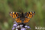 Landkaartje (Araschnia levana)