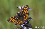 Landkaartje (Araschnia levana)