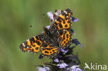 Landkaartje (Araschnia levana)