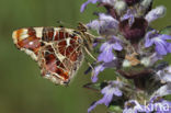 Landkaartje (Araschnia levana)