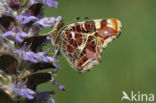 Landkaartje (Araschnia levana)