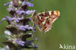 Landkaartje (Araschnia levana)