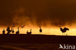 Common Crane (Grus grus)