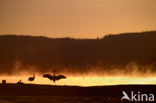 Kraanvogel (Grus grus)