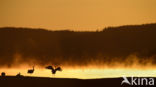 Kraanvogel (Grus grus)