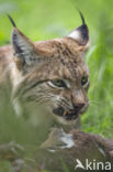 Euraziatische lynx (Lynx lynx)