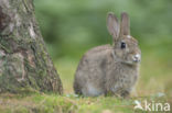 Konijn (Oryctolagus cuniculus)