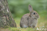 Rabbit (Oryctolagus cuniculus)