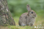 Konijn (Oryctolagus cuniculus)