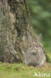 Konijn (Oryctolagus cuniculus)