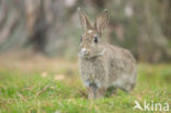 Rabbit (Oryctolagus cuniculus)
