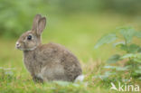 Konijn (Oryctolagus cuniculus)