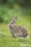 Rabbit (Oryctolagus cuniculus)