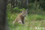 Euraziatische lynx (Lynx lynx)