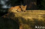 Euraziatische lynx (Lynx lynx)