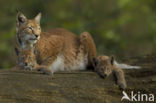 Euraziatische lynx (Lynx lynx)