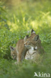 Euraziatische lynx (Lynx lynx)