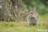 Konijn (Oryctolagus cuniculus)