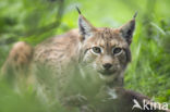 Euraziatische lynx (Lynx lynx)