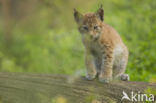 Euraziatische lynx (Lynx lynx)